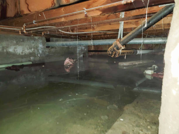 Best Flood damage cleanup  in Lonaconing, MD